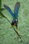 Purple-Gallinule;Florida;Southeast-USA;Porphyrula-martinica;One;one-animal;avifa